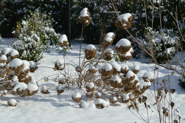 A "snowball" bush in Fulton's First United Methodist Church garden Jan. 7, 2022