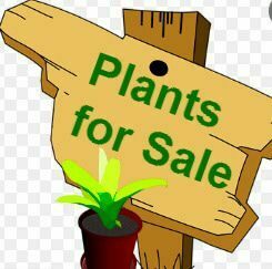 DON'T FORGET...SOUTH FULTON FUTURE FARMERS OF AMERICA PLANT SALE SATURDAY MORNING